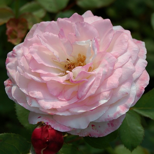 Rosa 'Eliane Gillet' - fehér, piros szegéllyel nosztalgia rózsa