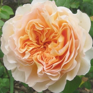 Rosa 'Felidaé' - barackos-sárga nosztalgia rózsa