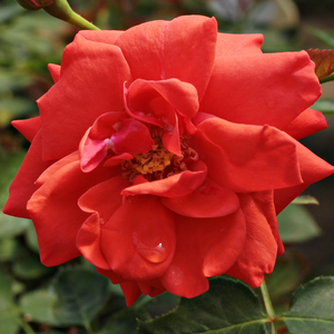 Rosa 'Flirting™' - Vörös törpe - mini rózsa
