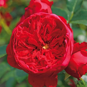 Rosa 'Florentina ®' - vörös climber, futó rózsa