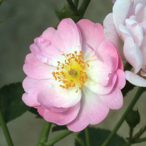 Rosa 'Hadikfalva' - - virágágyi polianta rózsa