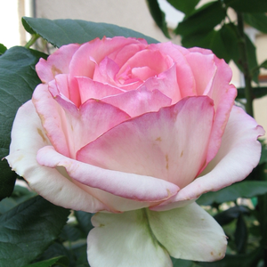 Rosa 'Honoré de Balzac' - rózsaszín árnyalatú krémfehér virágágyi floribunda rózsa