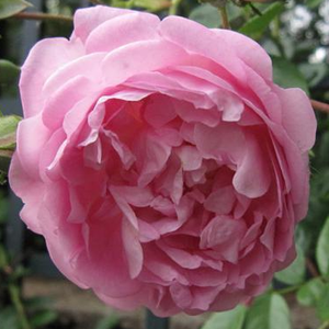 Rosa 'Jasmina ®' - lilás rózsaszín climber, futó rózsa
