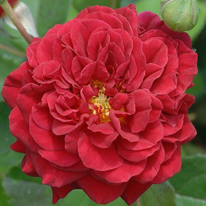 Rosa 'L'Ami des Jardins' - Málnapiros teahibrid rózsa