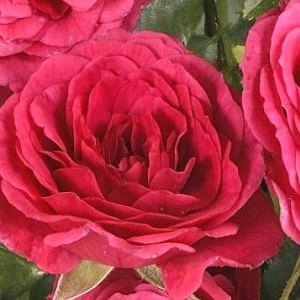 Rosa 'Limesfeuer' – mély rózsaszín talajtakaró rózsa