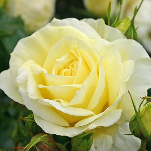 Rosa 'Limona ®' - citromsárga teahibrid rózsa