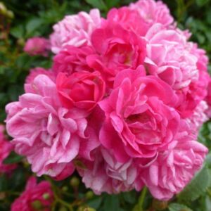 Rosa ’Lovely Fairy’ – Alacsony, rózsaszínű polyantha rózsa