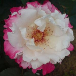 Rosa 'Mami' - Meggypirosra színesedő krémfehér parkrózsa