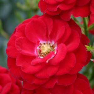 Rosa 'Mandy ®' - vörös törpe - mini rózsa