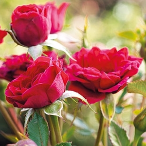 Rosa 'Mauve™' - Élénk vörös talajtakaró rózsa