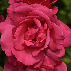 Rosa 'Mullard Jubilee' – Sötét rózsaszín teahibrid rózsa