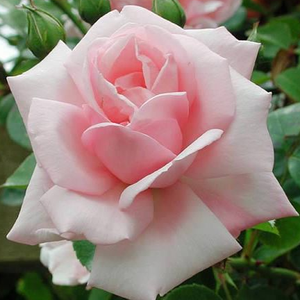 Rosa 'New Dawn' – Halvány rózsaszín climber, futó rózsa