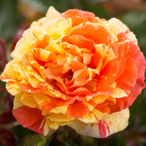 Rosa 'Papagena' - Sárga-narancs csíkos virágágyi floribunda rózsa