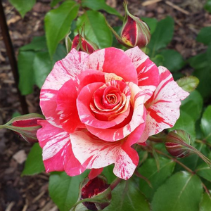 Rosa 'Philatelie' - Narancspiros-fehér csíkos teahibrid rózsa