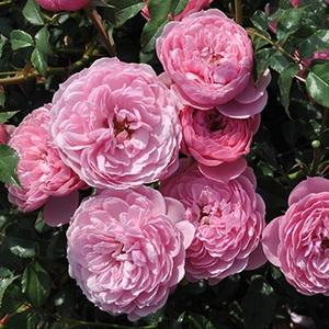 Rosa 'Punch™' - Rózsaszín majd fehér virágzatú törpe - mini rózsa