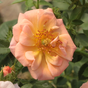 Rosa 'Rift™' - Barackrózsaszín talajtakaró rózsa