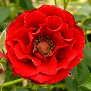 Rosa 'Roma' - sötétvörös törpe - mini rózsa
