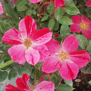 Rosa 'Ruby™' - rubinvörös virágágyi polianta rózsa