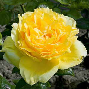 Rosa 'Souvenir de Marcel Proust' - sárga teahibrid rózsa