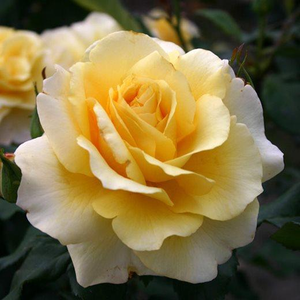 Rosa 'Sunny Sky ®' - mézsárga teahibrid rózsa
