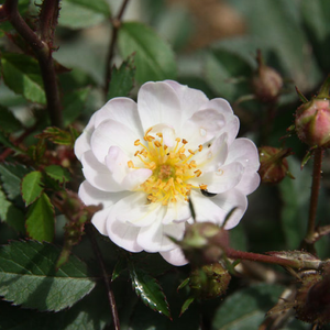 Rosa 'Talas' – Halvány rózsaszín, később fehér törpe - mini rózsa