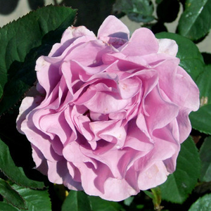 Rosa 'Terra Limburgia' - Lilás rózsaszín virágágyi floribunda rózsa