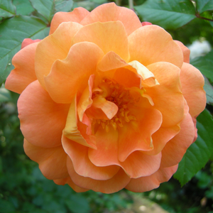 Rosa 'Westerland®' - narancsos barackszínű parkrózsa