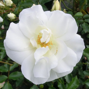 Rosa 'White Flower Carpet' - Fehér talajtakaró rózsa