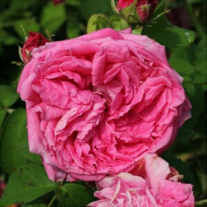 Rosa 'Aurelia Liffa' - skarlátvörös történelmi - régi kerti rózsa