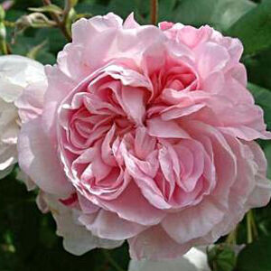 Rosa 'Fantin-Latour' - világos rózsaszín sötét belsővel történelmi - centifolia rózsa