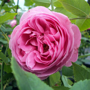 Rosa 'Louise Odier' - világos rózsaszín történelmi - bourbon rózsa