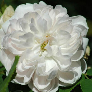 Rosa 'White Jacques Cartier' - fehér krémszínű történelmi - perpetual hibrid rózsa