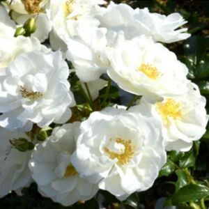 Rosa 'Escimo®' - fehér talajtakaró rózsa