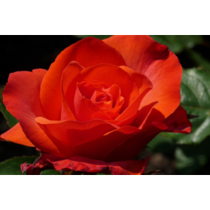 Rosa 'Nina Weibull' - Magastörzsű rózsa
