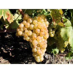 'Chasselas' fehér csemegeszőlő