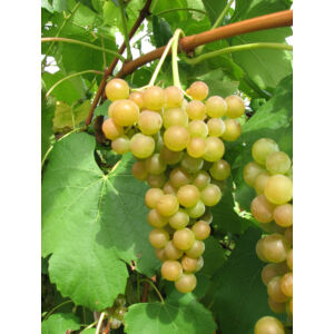 'Favorit' csemegeszőlő
