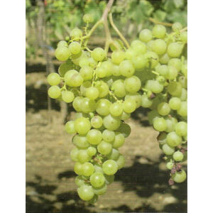 'Irsai Olivér' csemegeszőlő