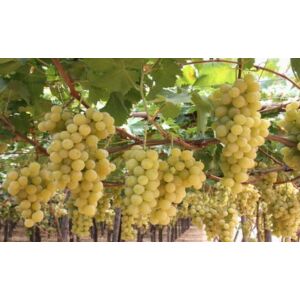 'Itália' csemegeszőlő
