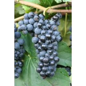 'Kismis Moldavszkij' kék magvatlan csemegeszőlő