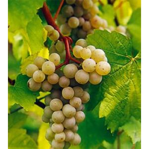 'Palatina (aug. muskotályos) R' csemegeszőlő