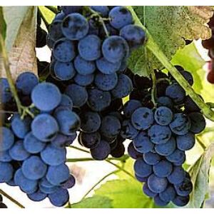 'Vénusz R' kék magvatlan csemegeszőlő