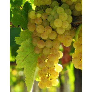 'Hárslevelű' fehér borszőlő