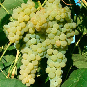 'Lakemont' – Fehér magvatlan csemegeszőlő