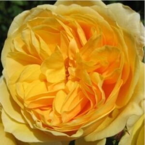 Rosa 'Ausmas' - sárga - angol rózsa