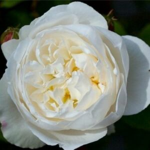Rosa 'White Mary Rose™' - fehér - angol rózsa