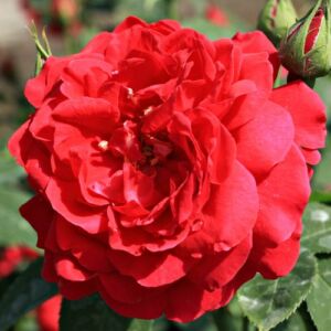 Rosa 'Diablotin' - vörös - virágágyi floribunda rózsa
