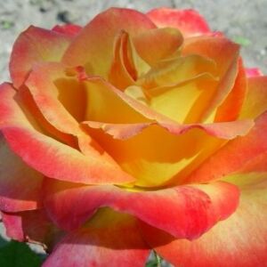 Rosa 'Alinka' - sárga - vörös - virágágyi floribunda rózsa