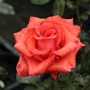 Rosa 'Clarita™' - vörös - teahibrid rózsa