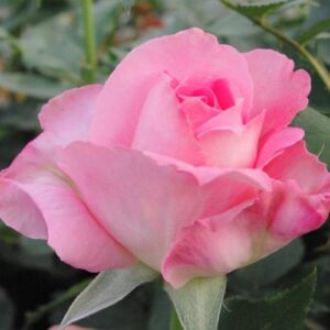 Rosa 'Aurelia' - rózsaszín - sárga - teahibrid rózsa
