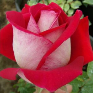 Rosa 'Bajazzo®' - vörös - teahibrid rózsa